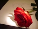 Playback MP3 My Love Is Like a Red Red Rose - Karaoke MP3 strumentale resa famosa da Eva Cassidy