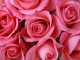 Playback MP3 J'avais oublié que les roses sont roses - Karaoke MP3 strumentale resa famosa da Salvatore Adamo