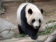 Pista de acomp. personalizable Pandi panda - Chantal Goya