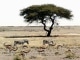 Playback MP3 Scatterlings of Africa - Karaokê MP3 Instrumental versão popularizada por Johnny Clegg