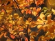 Autumn Leaves kustomoitu tausta - Eva Cassidy