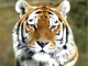 Pista de acomp. personalizable Eye of the Tiger - Paul Anka