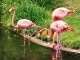 Die letzten flamingos kustomoitu tausta - Michael Larsen