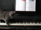 Backing Track MP3 Tout le monde veut devenir un cat - Karaoke MP3 as made famous by Thomas Dutronc