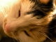 Playback MP3 The Siamese Cat Song - Karaokê MP3 Instrumental versão popularizada por Lady and the Tramp