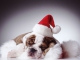 Pista de acomp. personalizable Jingle Bells - Singing Dogs