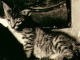 Instrumentale MP3 Jellicle Songs for Jellicle Cats - Karaoke MP3 beroemd gemaakt door Cats (musical)