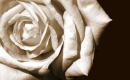 A Rose Is A Rose - Karaokê Instrumental - Meredith Edwards - Playback MP3