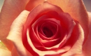 Lloran las rosas - Karaoke MP3 backingtrack - Cristian Castro