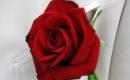 Für mich soll's rote Rosen regnen - Backing Track MP3 - Extrabreit - Instrumental Karaoke Song