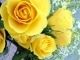 MP3 instrumental de The Yellow Rose - Canción de karaoke