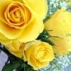 18 Yellow Roses