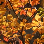 karaoké,Les feuilles mortes,Pierre Lalonde,instrumental,playback,mp3, cover,karafun,karafun karaoké,Pierre Lalonde karaoké,karafun Pierre Lalonde,Les feuilles mortes karaoké,karaoké Les feuilles mortes,karaoké Pierre Lalonde Les feuilles mortes,karaoké Les feuilles mortes Pierre Lalonde,Pierre Lalonde Les feuilles mortes karaoké,Les feuilles mortes Pierre Lalonde karaoké,Les feuilles mortes cover,Les feuilles mortes paroles,