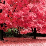 karaoke,Tous les arbres sont en fleurs,Nana Mouskouri,backing track,instrumental,playback,mp3,lyrics,sing along,singing,cover,karafun,karafun karaoke,Nana Mouskouri karaoke,karafun Nana Mouskouri,Tous les arbres sont en fleurs karaoke,karaoke Tous les arbres sont en fleurs,karaoke Nana Mouskouri Tous les arbres sont en fleurs,karaoke Tous les arbres sont en fleurs Nana Mouskouri,Nana Mouskouri Tous les arbres sont en fleurs karaoke,Tous les arbres sont en fleurs Nana Mouskouri karaoke,Tous les arbres sont en fleurs lyrics,Tous les arbres sont en fleurs cover,