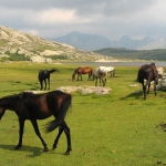 karaoke,Wild Horses,Susan Boyle,backing track,instrumental,playback,mp3,lyrics,sing along,singing,cover,karafun,karafun karaoke,Susan Boyle karaoke,karafun Susan Boyle,Wild Horses karaoke,karaoke Wild Horses,karaoke Susan Boyle Wild Horses,karaoke Wild Horses Susan Boyle,Susan Boyle Wild Horses karaoke,Wild Horses Susan Boyle karaoke,Wild Horses lyrics,Wild Horses cover,