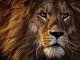 Playback MP3 Il vit en toi - Karaoké MP3 Instrumental rendu célèbre par The Lion King (musical)