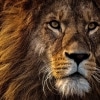 Lion of Love