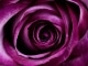 Playback MP3 Days of Wine and Roses - Karaokê MP3 Instrumental versão popularizada por Tony Bennett