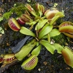 karaoké,Mean Green Mother from Outer Space,Little Shop of Horrors (film),instrumental,playback,mp3, cover,karafun,karafun karaoké,Little Shop of Horrors (film) karaoké,karafun Little Shop of Horrors (film),Mean Green Mother from Outer Space karaoké,karaoké Mean Green Mother from Outer Space,karaoké Little Shop of Horrors (film) Mean Green Mother from Outer Space,karaoké Mean Green Mother from Outer Space Little Shop of Horrors (film),Little Shop of Horrors (film) Mean Green Mother from Outer Space karaoké,Mean Green Mother from Outer Space Little Shop of Horrors (film) karaoké,Mean Green Mother from Outer Space cover,Mean Green Mother from Outer Space paroles,