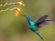 Hummingbird - Kitaratausta - Maren Morris