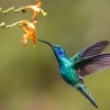 Hummingbird