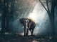 Elefant Playback personalizado - Lea-Marie Becker