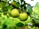 Little Green Apples - Kitaratausta - Roger Miller