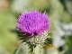 Flower of Scotland kustomoitu tausta - The Corries