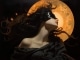 Playback MP3 Sleeping Sun - Karaoké MP3 Instrumental rendu célèbre par Nightwish