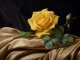 A Single Yellow Rose kustomoitu tausta - Isla Grant