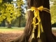 Tie a Yellow Ribbon Round the Ole Oak Tree kustomoitu tausta - Frank Sinatra