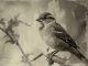 MP3 instrumental de Little Sparrow - Canción de karaoke