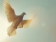 Vole colombe niestandardowy podkład - Guylaine Tanguay