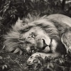 The Lion Sleeps Tonight