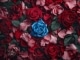 Una rosa blu niestandardowy podkład - Michele Zarrillo