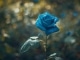 Bright Blue Rose kustomoitu tausta - Mary Black