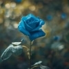 Bright Blue Rose