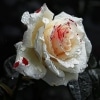 Romantic Homicide