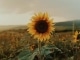 Pista de acomp. personalizable Sunflower - Paul Weller