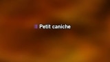 Video Karaoke Petit caniche