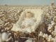 Playback Basgitaar - Cotton Fields - Creedence Clearwater Revival - Versie zonder Basgitaar