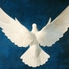 Wings of a Dove