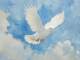 On the Wings of a Dove - Drum Backing Track - Johnny Brady