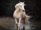 Base musicale per Piano - Palomino Princess - Tyler Booth - Versione senza Piano