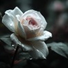 Au nom de la rose